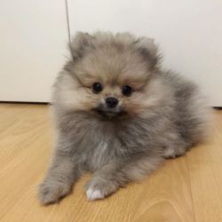 Adorable Pomeranian puppies for sale now