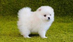 adorable pomeranian puppies available