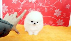 Cute Teacup Pomeranian puppy for new home
