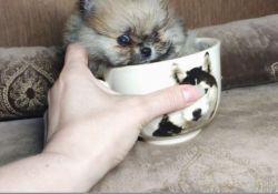 Pomeranian teacup mini size