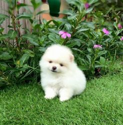 OIE Purebred Pomeranian puppies for good homes