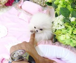 Toy Pomeranian puppies for sale