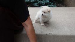 New born Puppy for sale