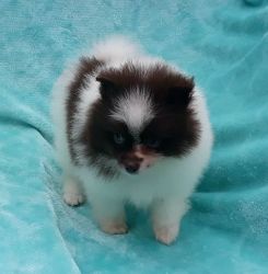 Plush Purebred Tiny White with Chocolate Pomeranian Puppy Female