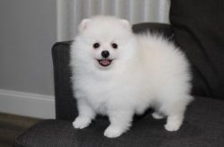 Stunning Pomeranian Puppies for sale