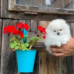 Cute Pomeranian Puppy!