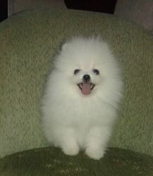 2 Pomeranian Puppies for sale