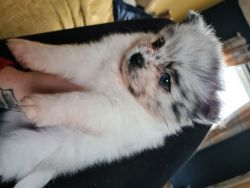 pormenian puppy for sale male and female