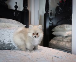 adorable pormenian puppy for sale