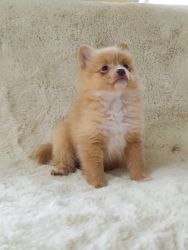 pormenian puppy for sale