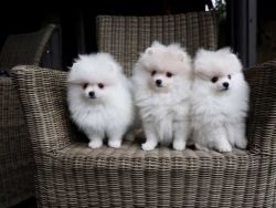 cute pomeranian puppies for sale