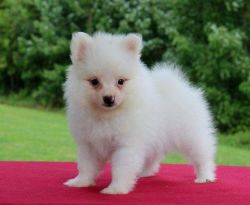 Pomeranian Pups Available
