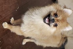 16 month Pomeranian Needs a new home