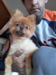 9 month old pomeranian female needs new home