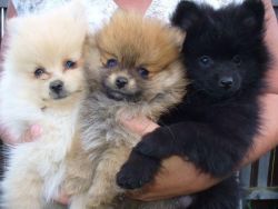 Nice baby face Pomeranian puppies