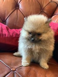 Pomeranian Puppy Kc For Sale