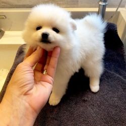 Healthy Pomeranian Puppies For Sale
