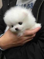 Caring and clean T cup Pomeranian puppies