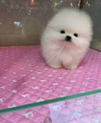 Magnificent mini white Pomeranian puppies set for good homes