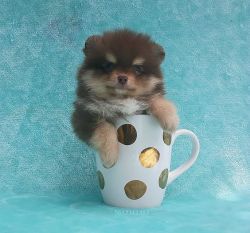 Teacup Rare Chocolate with tan Pomeranian Puppy