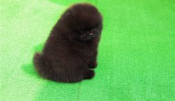 Cute Black and a white Pomeranian puppies