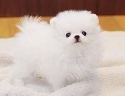 Ice White Pomeranian puppies Available