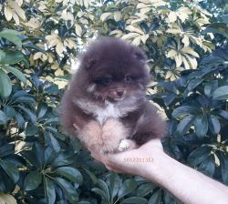 Elite Tiny Chocolate Lavender Pomeranian Puppy