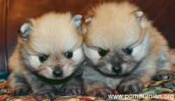 Pomeranian puppies only. call or text (xxx-xxx-xxxx)
