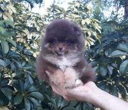 Exclusive Tiny Teddy Bear Lavender Chocolate Pomeranian Puppy Male