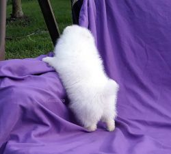 Chic White Tiny Pomeranian Puppy Male