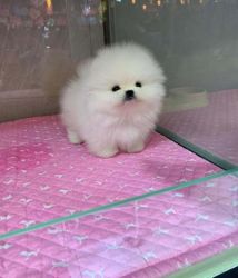Super sweet and adorable Pomeranian puppies