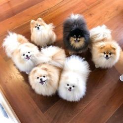 Good looking Pomeranian puppies ready for re-homing