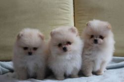 Adopt adorable Pomeranian puppies *
