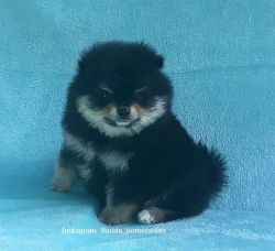 Teacup Pomeranian Puppy Female, rare chocolate with tan color