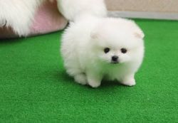 Super sweet and adorable Pomeranian puppies