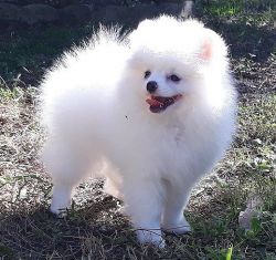 Pomeranian puppies with outgoing personalities