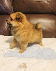 Nice and clean Pomeranian puppies