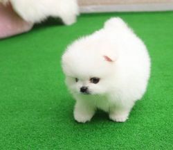 Toy Pomeranian puppies for good homes