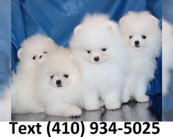 Tiny t-cup pomeranian puppies for sale!!