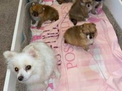 6 Adorable Pomeranian Puppies For Sale