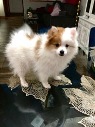Pomeranian male puppy for sale!