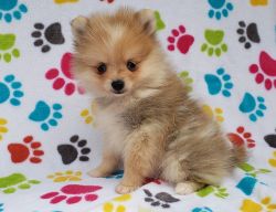 Micro tiny Pomeranian with blue eyes