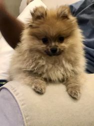 Pomeranian male puppy located in LI NY