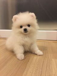 lovely Pomeranian for sale