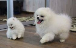 Stunning Pomeranian Puppies For Sale