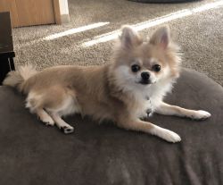 Looking to rehome my pom