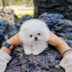 Registered Male and Female Pomeranian Puppies
