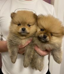 Available Pomeranian puppies for sale
