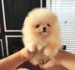 Rosa is a lovely female pomeranian for sale