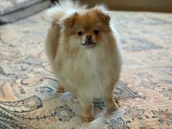 Cream Sable male 7month old Pomeranian